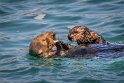 003 Moss Landing, zeeotters